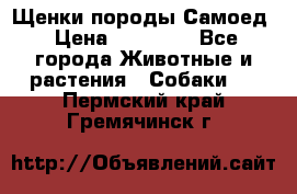 Щенки породы Самоед › Цена ­ 20 000 - Все города Животные и растения » Собаки   . Пермский край,Гремячинск г.